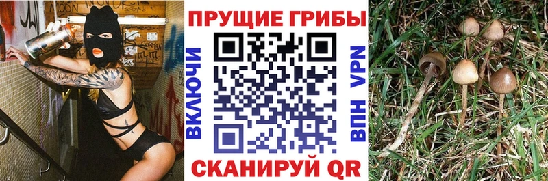 Галлюциногенные грибы Cubensis  где продают наркотики  Нефтекумск 